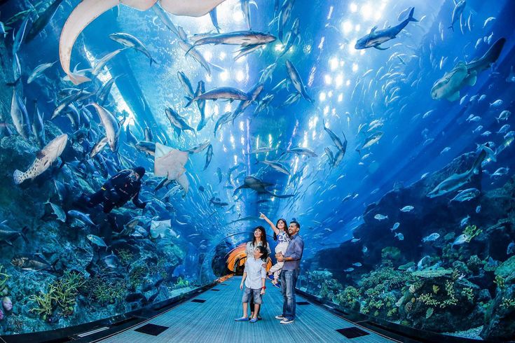 The National Aquarium Abu Dhabi